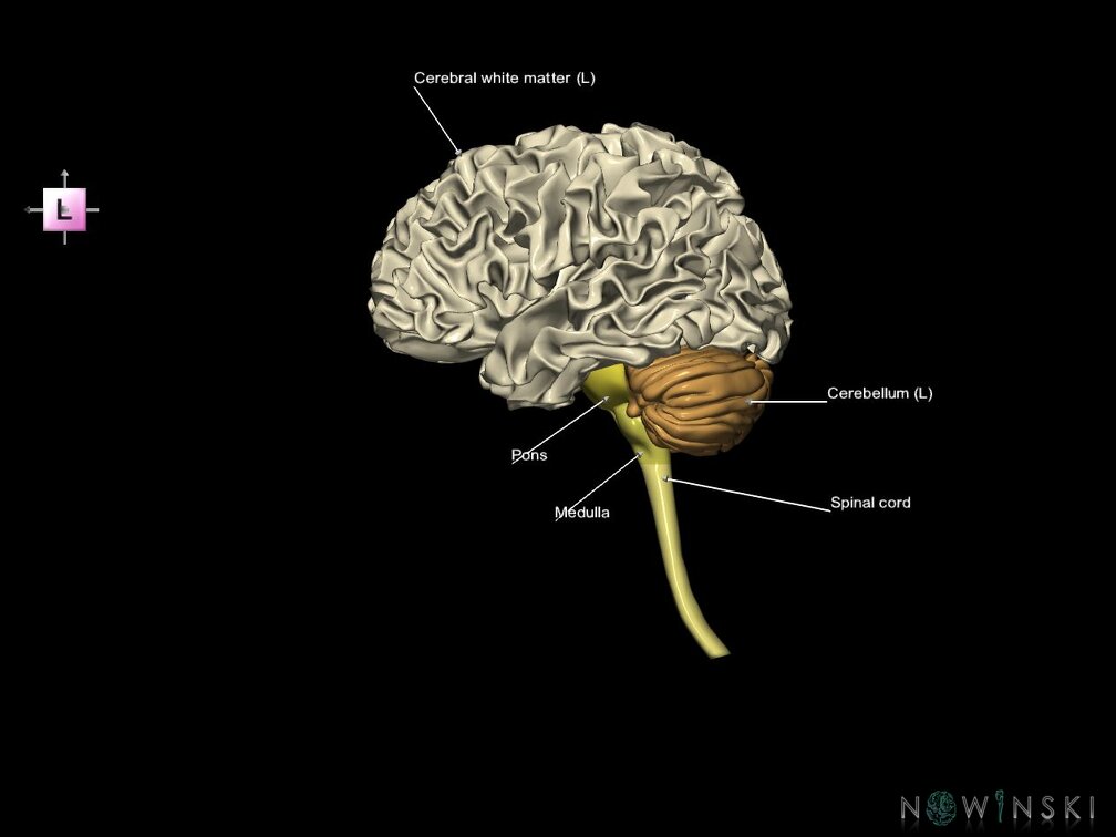 G5.T10-9-11-12-13-8.V2.C2.L1.Spinal cord––White matter–Cerebellum