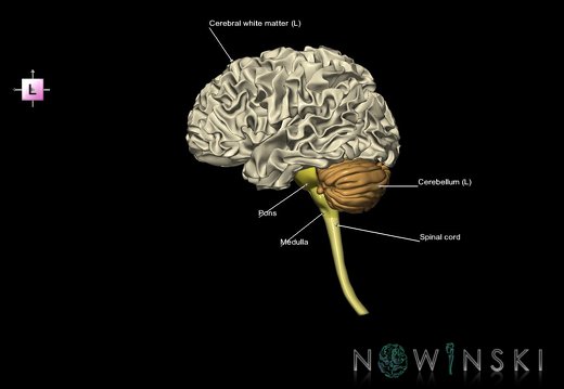 G5.T10-9-11-12-13-8.V2.C2.L1.Spinal cord––White matter–Cerebellum