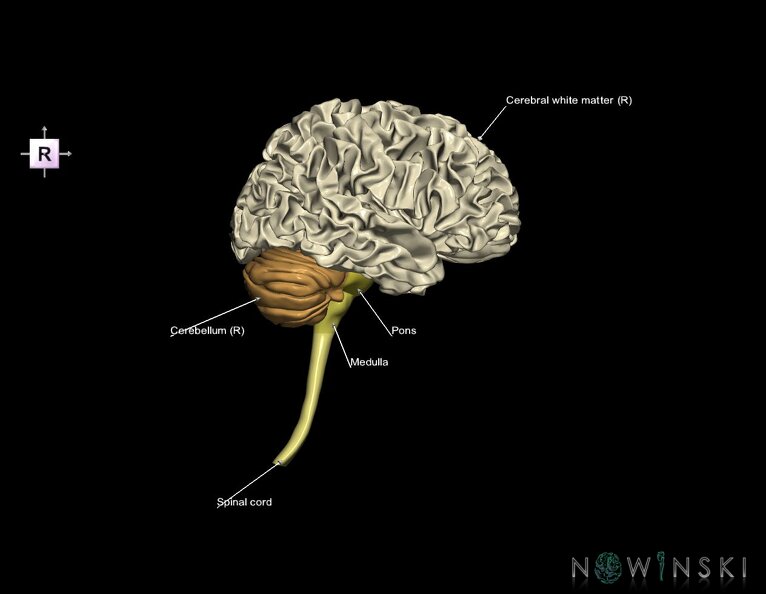 G5.T10-9-11-12-13-8.V4.C2.L1.Spinal_cord––White_matter–Cerebellum.tiff