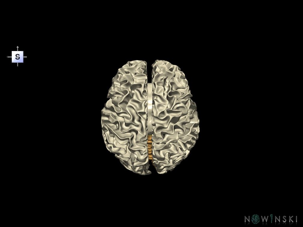 G5.T10-9-11-12-13-8.V5.C2.L0.Spinal cord––White matter–Cerebellum