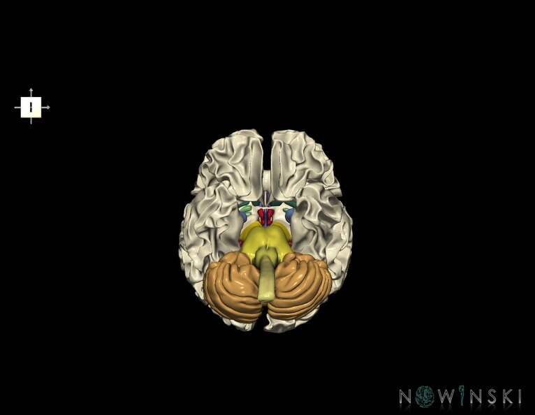G5.T10-9-11-12-13-8.V6.C2.L0.Spinal_cord––White_matter–Cerebellum.tiff