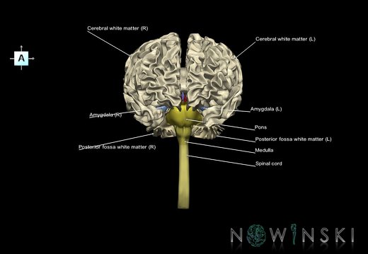 G5.T10-9-11-12-13.V1.C2.L1.Spinal cord––Ventricles–White matter