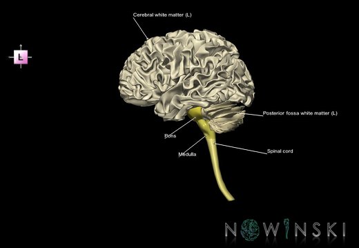 G5.T10-9-11-12-13.V2.C2.L1.Spinal cord––Ventricles–White matter