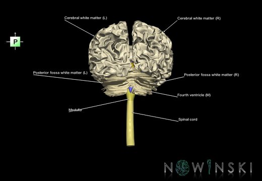 G5.T10-9-11-12-13.V3.C2.L1.Spinal cord––Ventricles–White matter