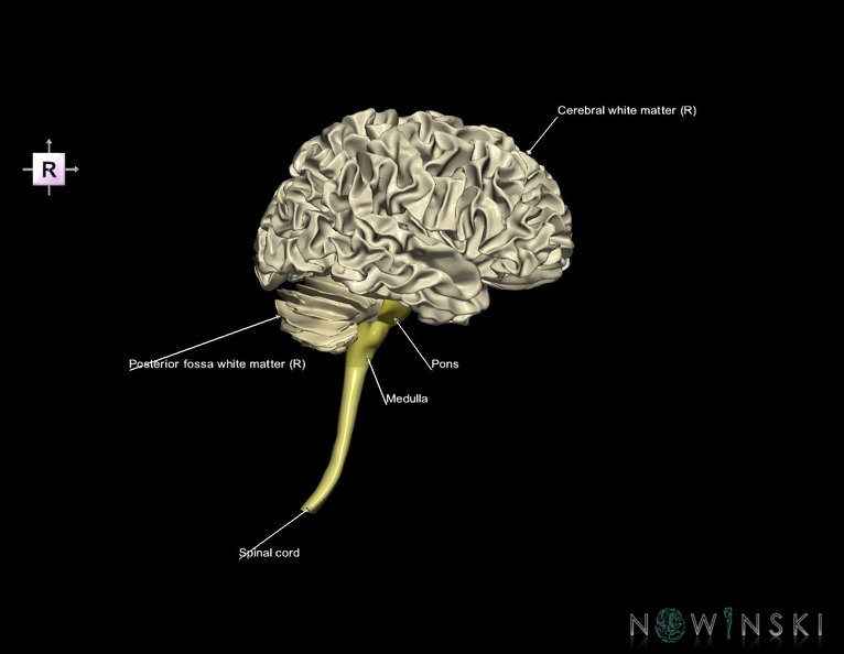 G5.T10-9-11-12-13.V4.C2.L1.Spinal_cord––Ventricles–White_matter.tiff