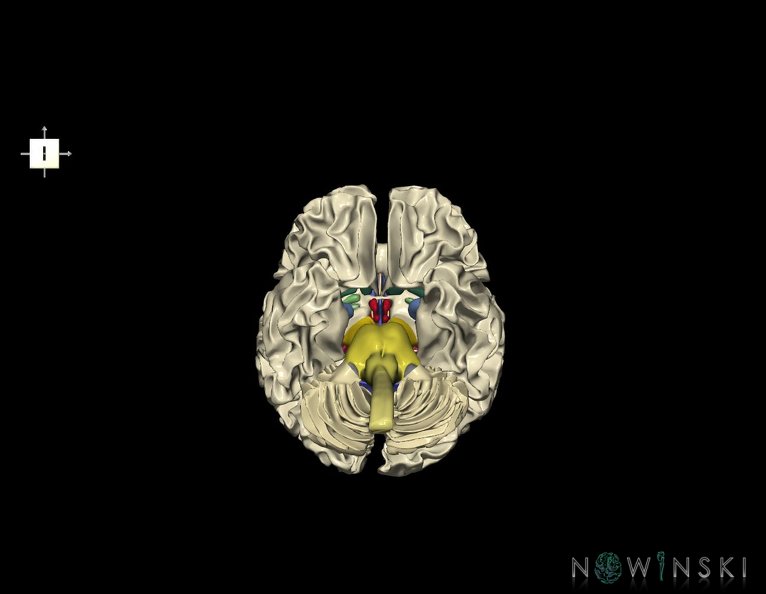 G5.T10-9-11-12-13.V6.C2.L0.Spinal_cord––Ventricles–White_matter.tiff