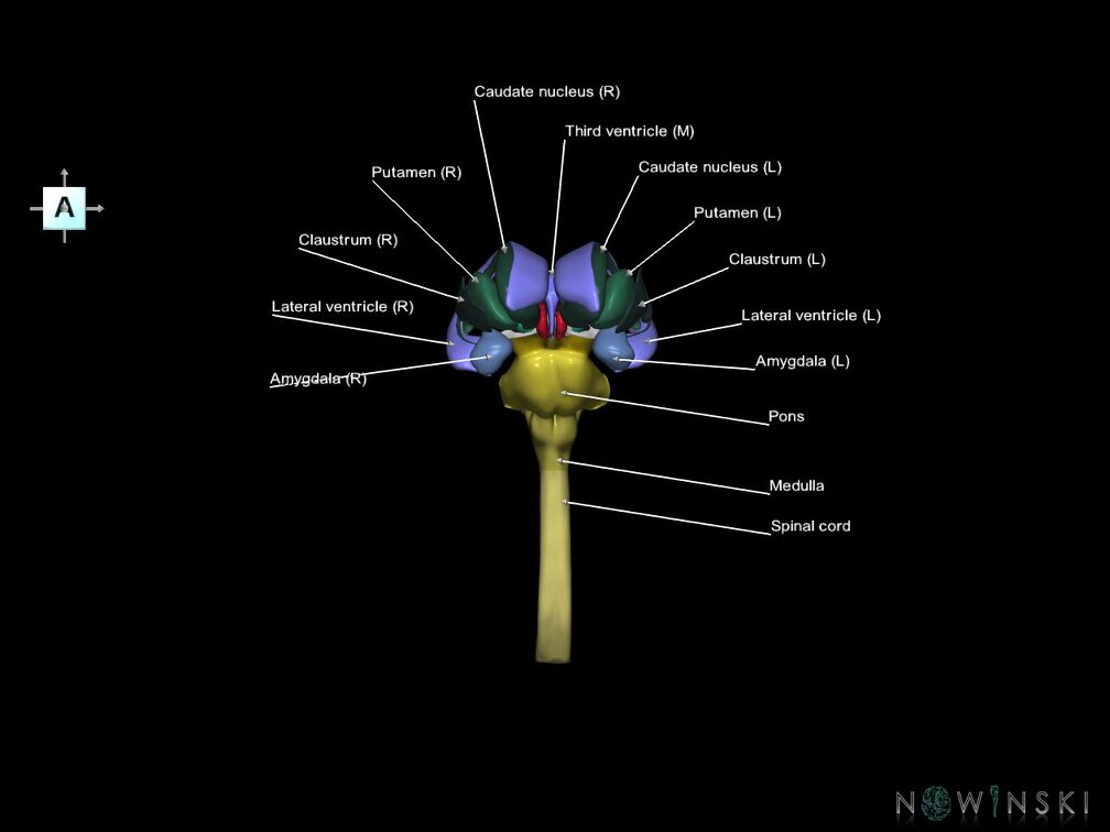 G5.T10-9-11-12.V1.C2.L1.Spinal cord–Brainstem–Deep nuclei–Ventricles