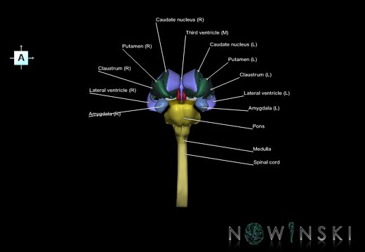 G5.T10-9-11-12.V1.C2.L1.Spinal cord–Brainstem–Deep nuclei–Ventricles