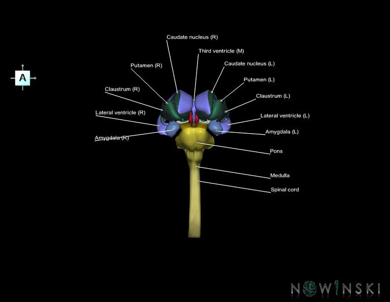 G5.T10-9-11-12.V1.C2.L1.Spinal_cord–Brainstem–Deep_nuclei–Ventricles.tiff