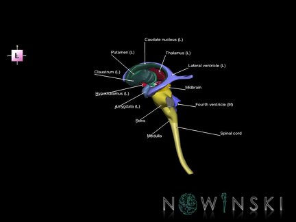 G5.T10-9-11-12.V2.C2.L1.Spinal cord–Brainstem–Deep nuclei–Ventricles