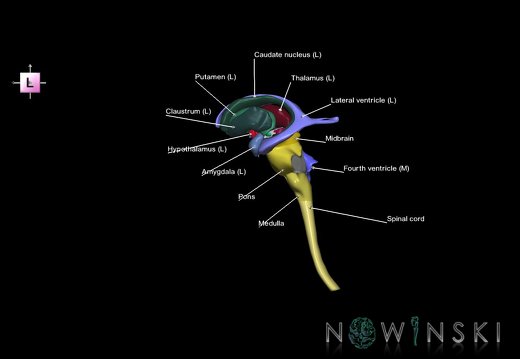 G5.T10-9-11-12.V2.C2.L1.Spinal cord–Brainstem–Deep nuclei–Ventricles