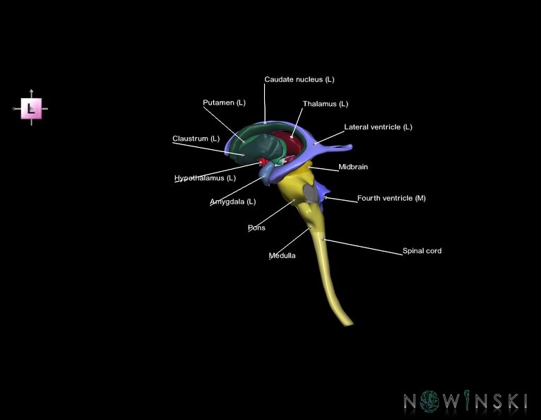 G5.T10-9-11-12.V2.C2.L1.Spinal_cord–Brainstem–Deep_nuclei–Ventricles.tiff