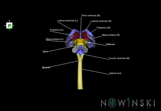 G5.T10-9-11-12.V3.C2.L1.Spinal cord–Brainstem–Deep nuclei–Ventricles