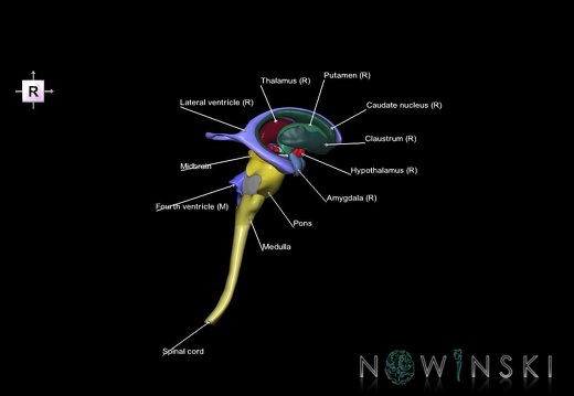 G5.T10-9-11-12.V4.C2.L1.Spinal cord–Brainstem–Deep nuclei–Ventricles