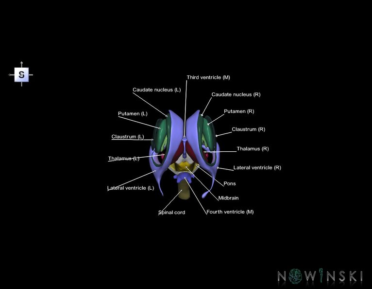 G5.T10-9-11-12.V5.C2.L1.Spinal_cord–Brainstem–Deep_nuclei–Ventricles.tiff