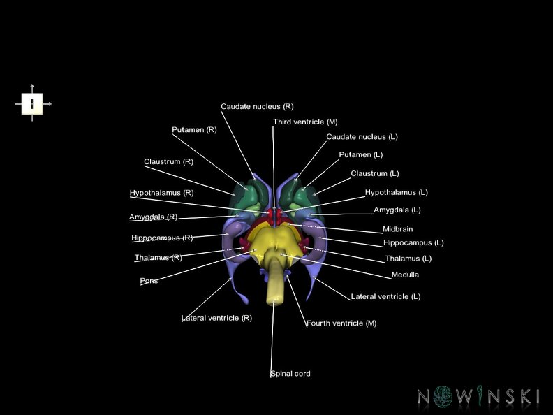 G5.T10-9-11-12.V6.C2.L1.Spinal cord–Brainstem–Deep nuclei–Ventricles