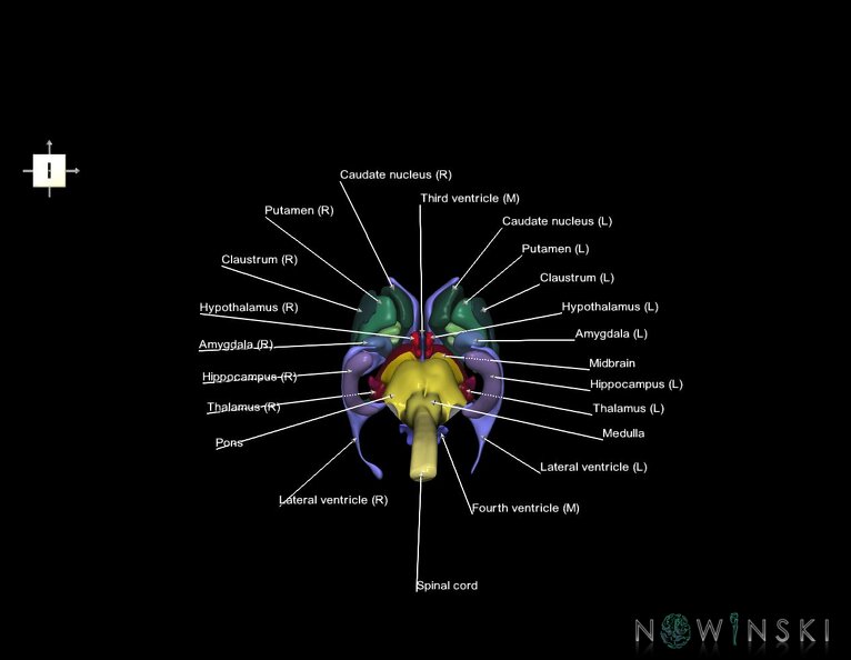 G5.T10-9-11-12.V6.C2.L1.Spinal_cord–Brainstem–Deep_nuclei–Ventricles.tiff