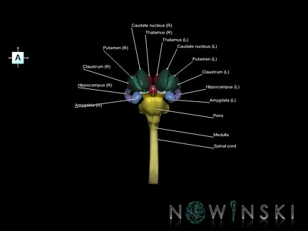 G5.T10-9-11.V1.C2.L1.Spinal cord–Brainstem–Deep nuclei