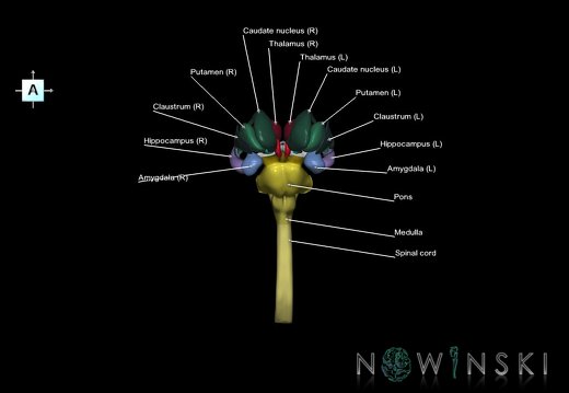 G5.T10-9-11.V1.C2.L1.Spinal cord–Brainstem–Deep nuclei