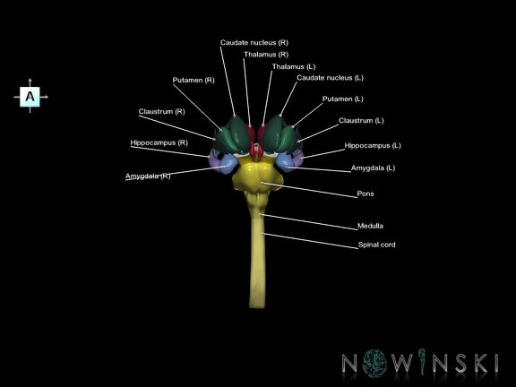 G5.T10-9-11.V1.C2.L1.Spinal cord–Brainstem–Deep nuclei