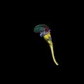 G5.T10-9-11.V2.C2.L0.Spinal cord–Brainstem–Deep nuclei