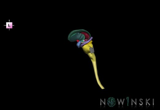 G5.T10-9-11.V2.C2.L0.Spinal cord–Brainstem–Deep nuclei