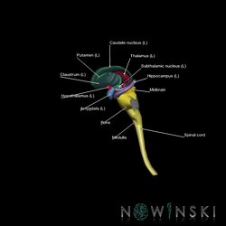 G5.T10-9-11.V2.C2.L1.Spinal cord–Brainstem–Deep nuclei