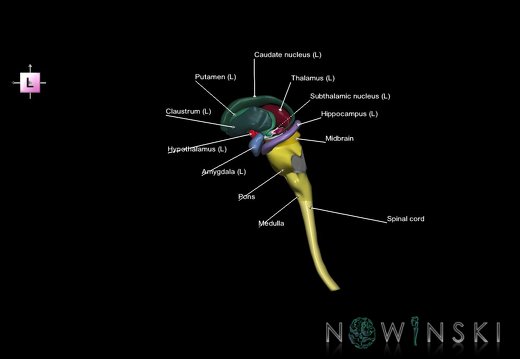 G5.T10-9-11.V2.C2.L1.Spinal cord–Brainstem–Deep nuclei