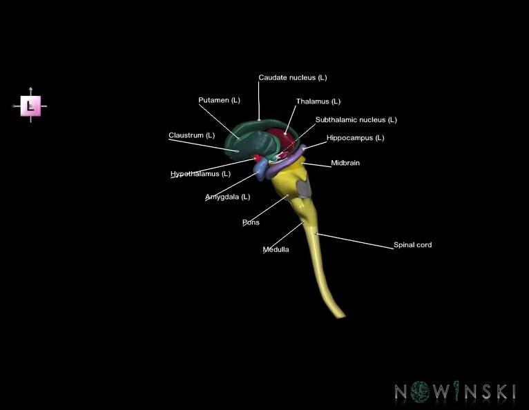 G5.T10-9-11.V2.C2.L1.Spinal_cord–Brainstem–Deep_nuclei.tiff