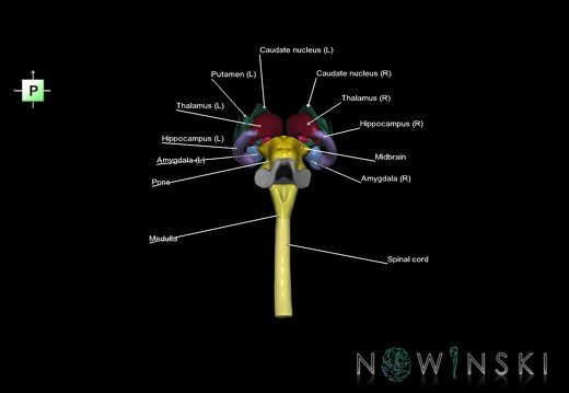 G5.T10-9-11.V3.C2.L1.Spinal cord–Brainstem–Deep nuclei