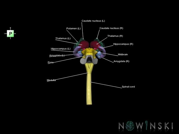 G5.T10-9-11.V3.C2.L1.Spinal cord–Brainstem–Deep nuclei