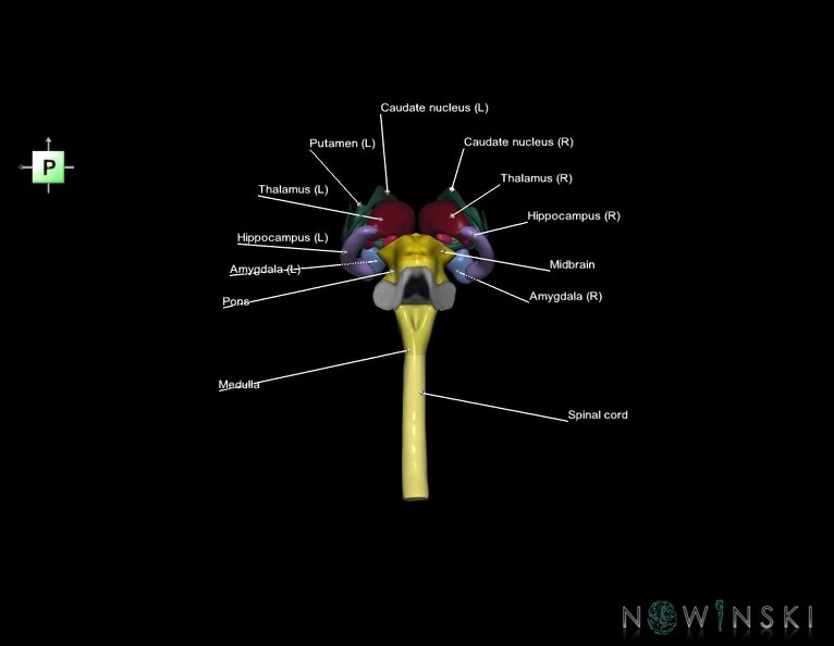 G5.T10-9-11.V3.C2.L1.Spinal_cord–Brainstem–Deep_nuclei.tiff