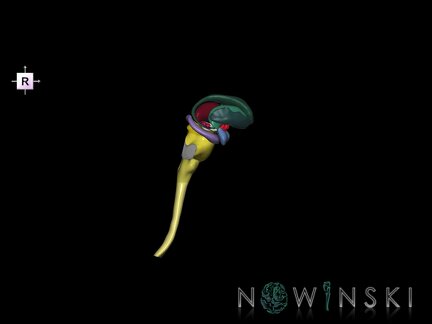 G5.T10-9-11.V4.C2.L0.Spinal cord–Brainstem–Deep nuclei