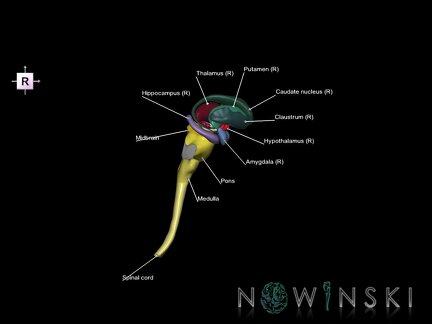 G5.T10-9-11.V4.C2.L1.Spinal cord–Brainstem–Deep nuclei