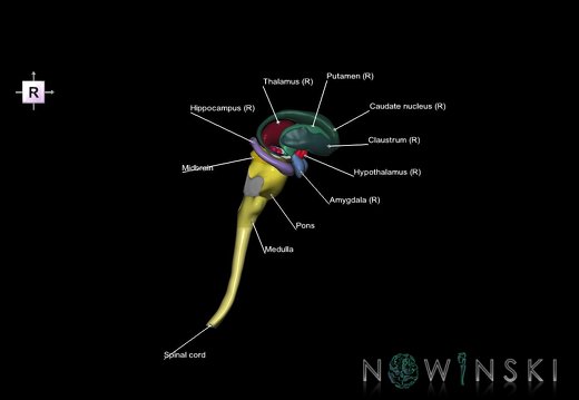 G5.T10-9-11.V4.C2.L1.Spinal cord–Brainstem–Deep nuclei