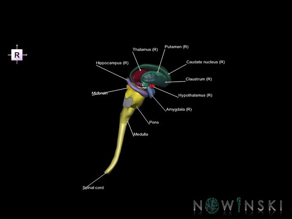 G5.T10-9-11.V4.C2.L1.Spinal cord–Brainstem–Deep nuclei