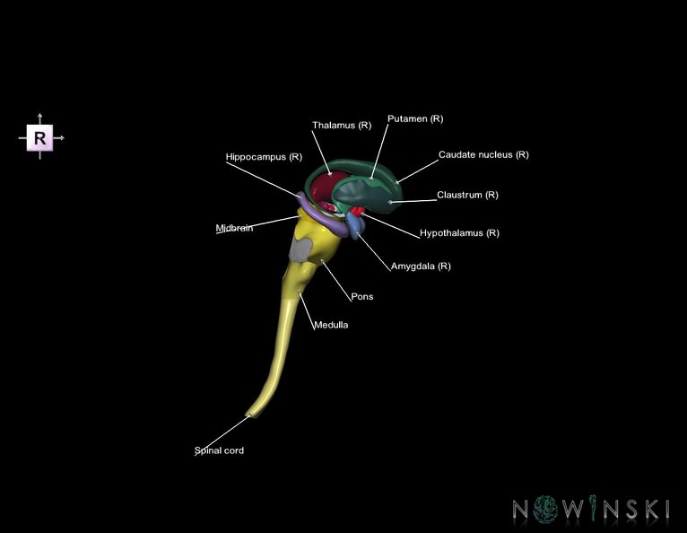 G5.T10-9-11.V4.C2.L1.Spinal_cord–Brainstem–Deep_nuclei.tiff