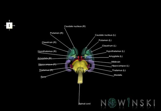 G5.T10-9-11.V6.C2.L1.Spinal cord–Brainstem–Deep nuclei