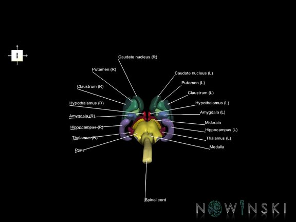 G5.T10-9-11.V6.C2.L1.Spinal cord–Brainstem–Deep nuclei