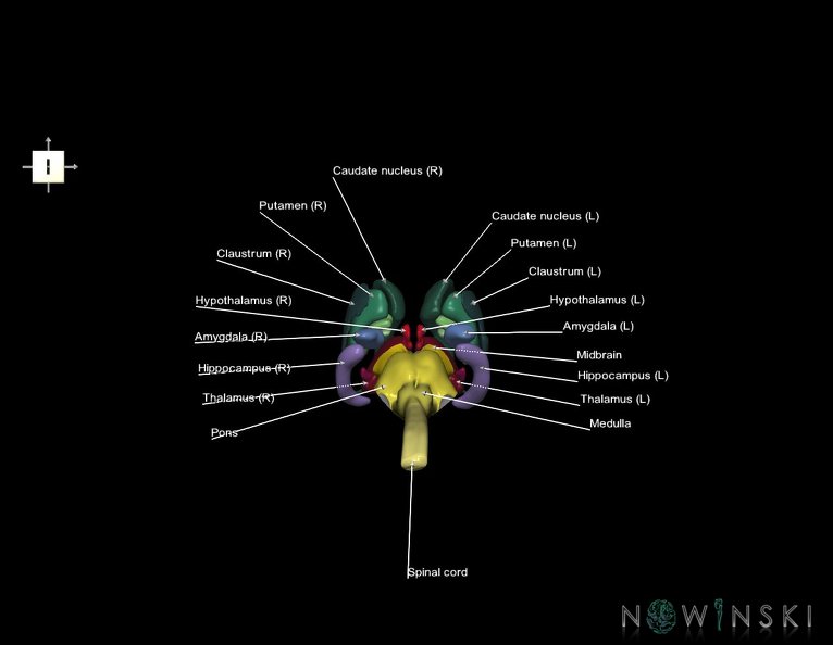 G5.T10-9-11.V6.C2.L1.Spinal_cord–Brainstem–Deep_nuclei.tiff