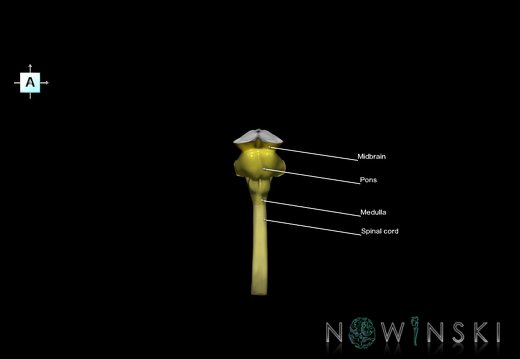 G5.T10-9.V1.C2.L1.Spinal cord–Brainstem