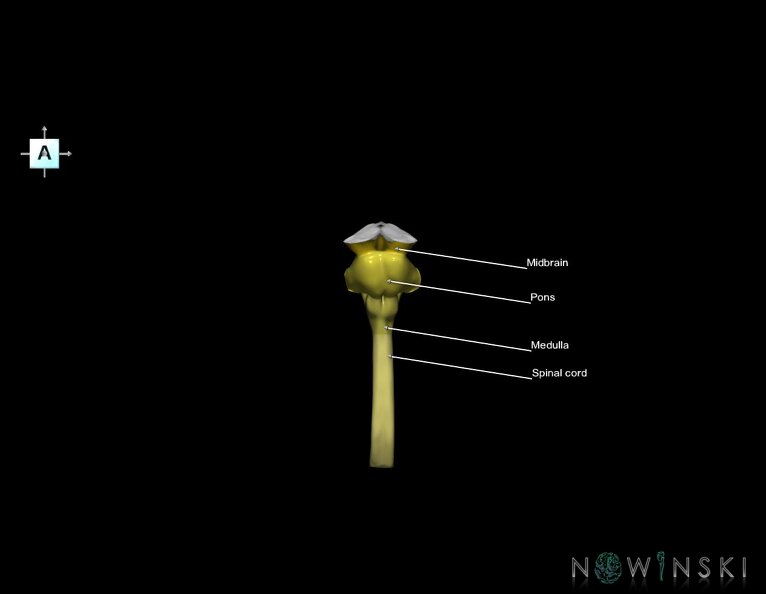 G5.T10-9.V1.C2.L1.Spinal_cord–Brainstem.tiff