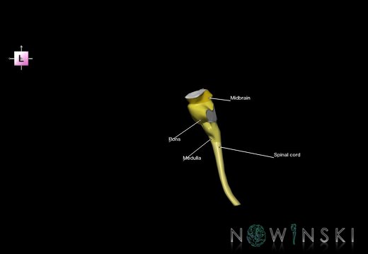 G5.T10-9.V2.C2.L1.Spinal cord–Brainstem