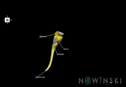 G5.T10-9.V4.C2.L1.Spinal cord–Brainstem