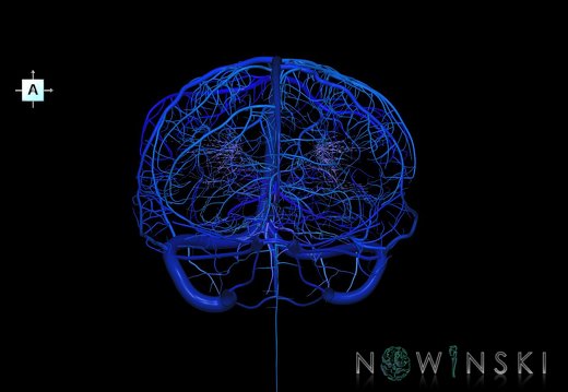 G5.T16.4-16.7-16.6-16.5.V1.C2.L0.Dural sinuses–Posterior fossa veins–Deep veins–Superficial veins