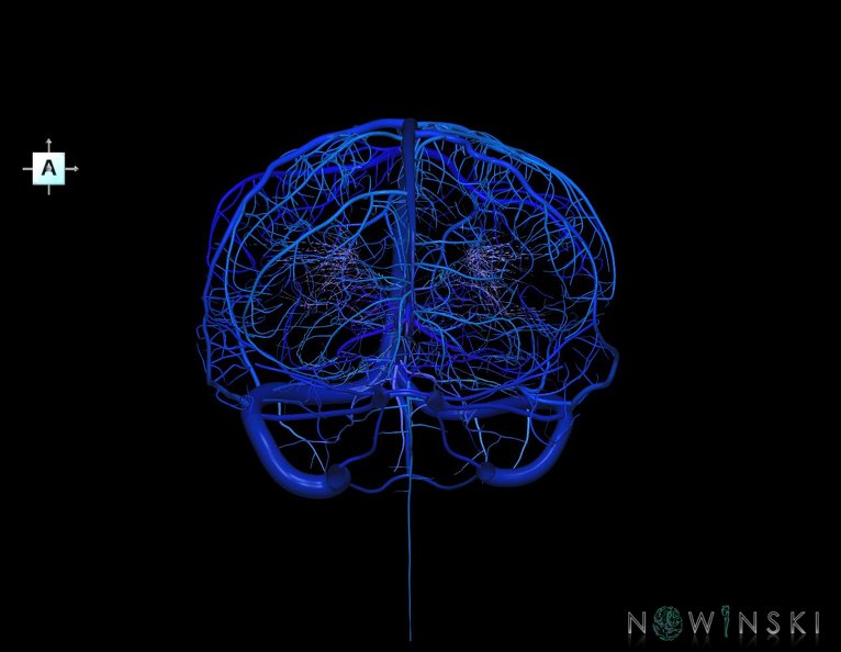 G5.T16.4-16.7-16.6-16.5.V1.C2.L0.Dural_sinuses–Posterior_fossa_veins–Deep_veins–Superficial_veins.tiff