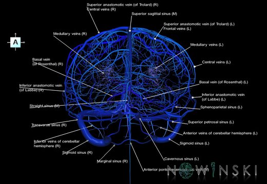 G5.T16.4-16.7-16.6-16.5.V1.C2.L1.Dural sinuses–Posterior fossa veins–Deep veins–Superficial veins