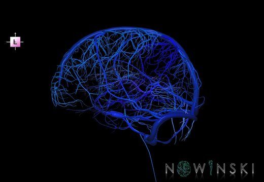 G5.T16.4-16.7-16.6-16.5.V2.C2.L0.Dural sinuses–Posterior fossa veins–Deep veins–Superficial veins