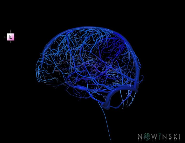 G5.T16.4-16.7-16.6-16.5.V2.C2.L0.Dural_sinuses–Posterior_fossa_veins–Deep_veins–Superficial_veins.tiff