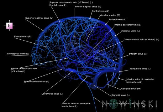 G5.T16.4-16.7-16.6-16.5.V2.C2.L1.Dural sinuses–Posterior fossa veins–Deep veins–Superficial veins